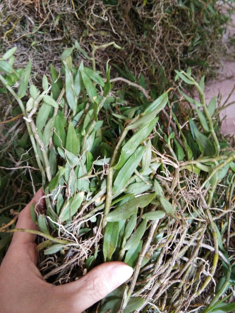 美花石斛小黄草