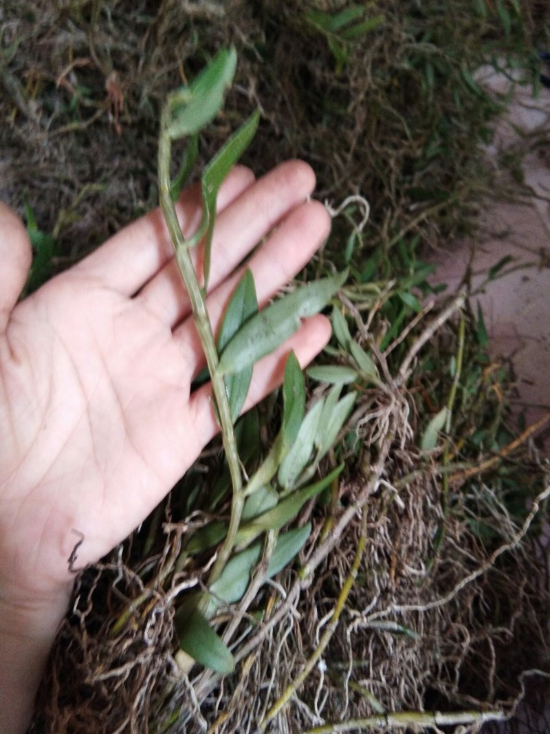 美花石斛小黄草