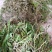 美花石斛小黄草