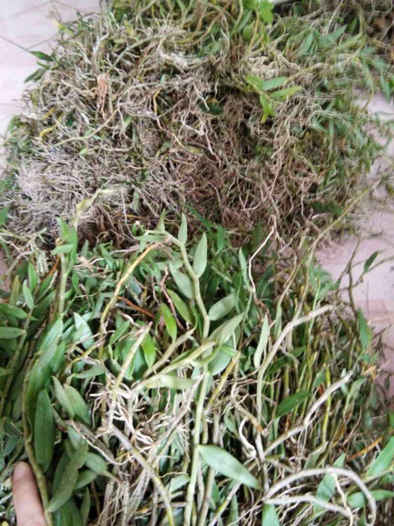 美花石斛小黄草