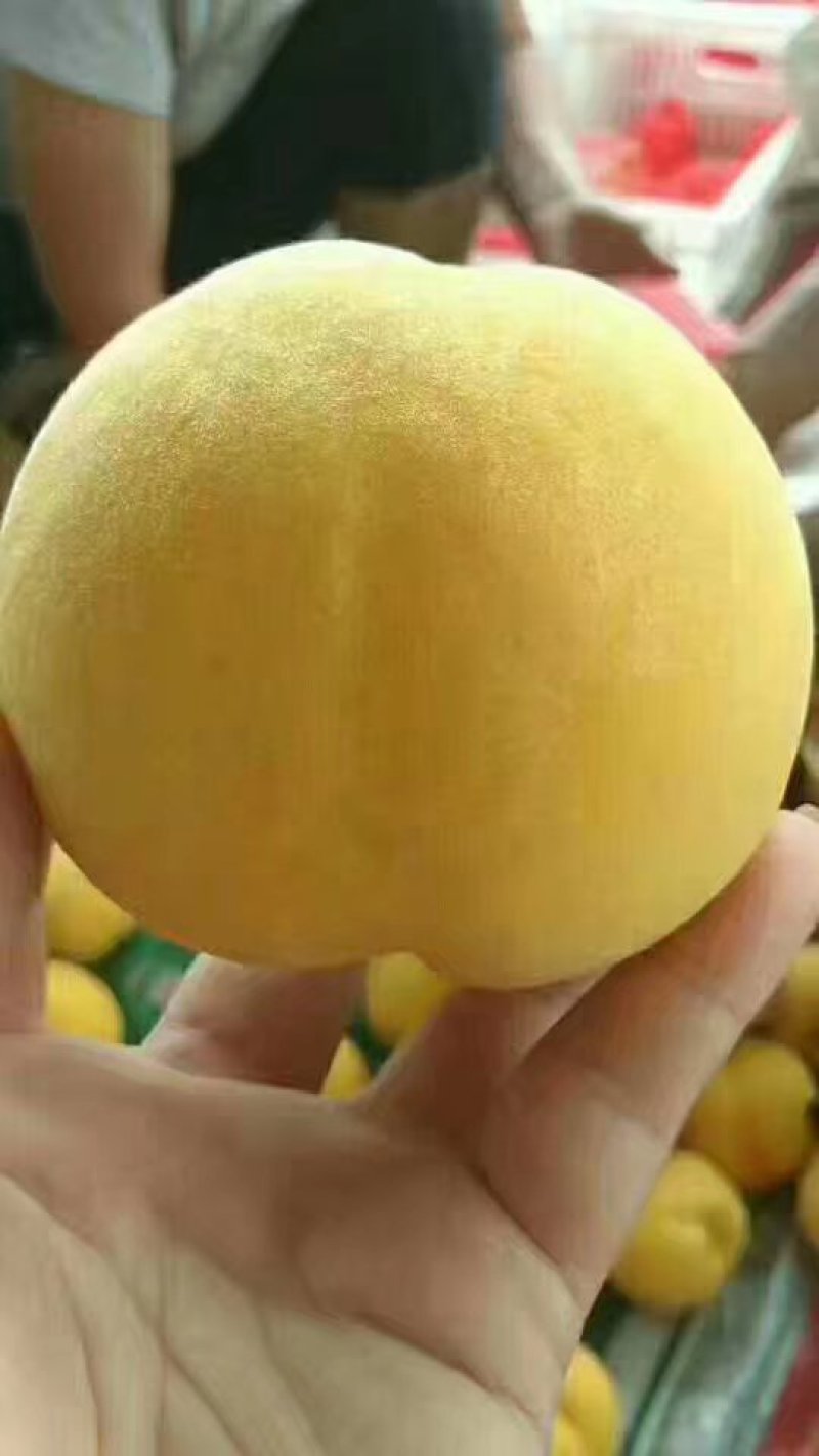 桃树苗