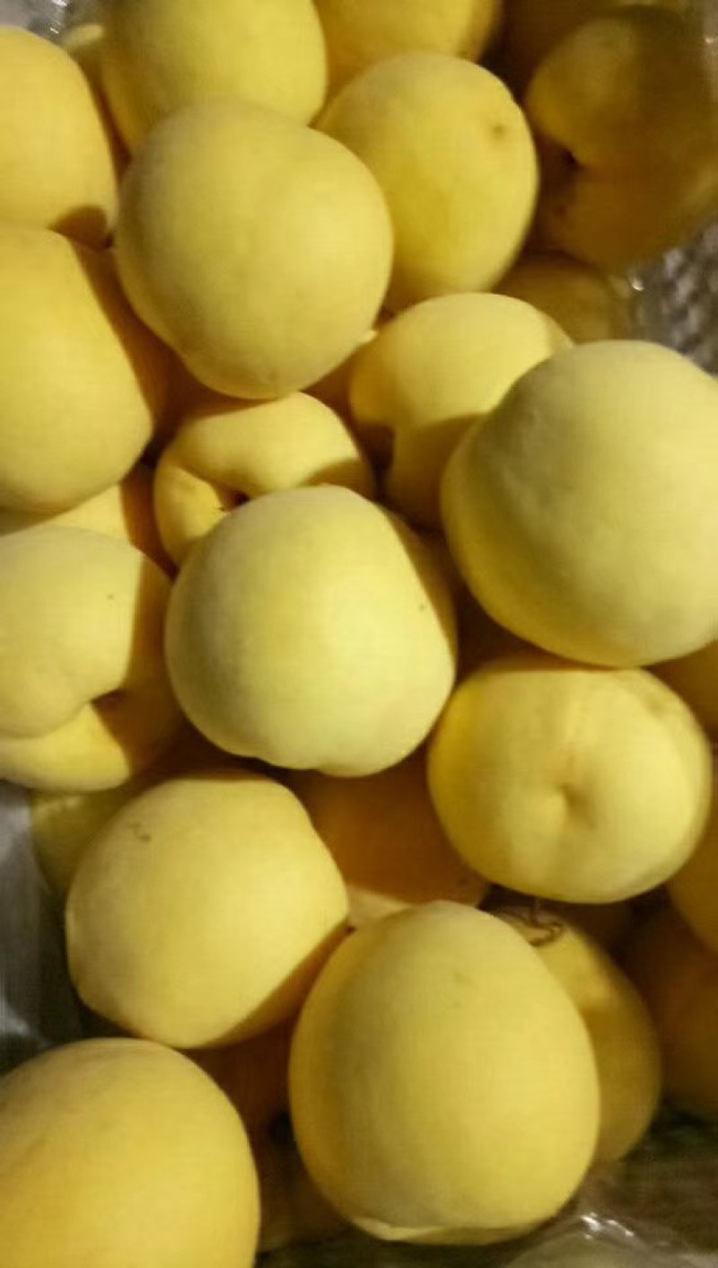 桃树苗
