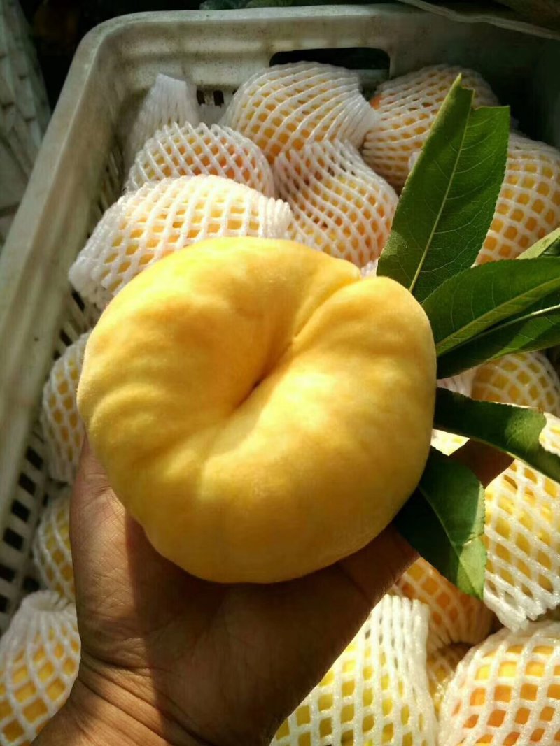 桃树苗