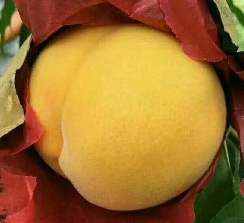 桃树苗