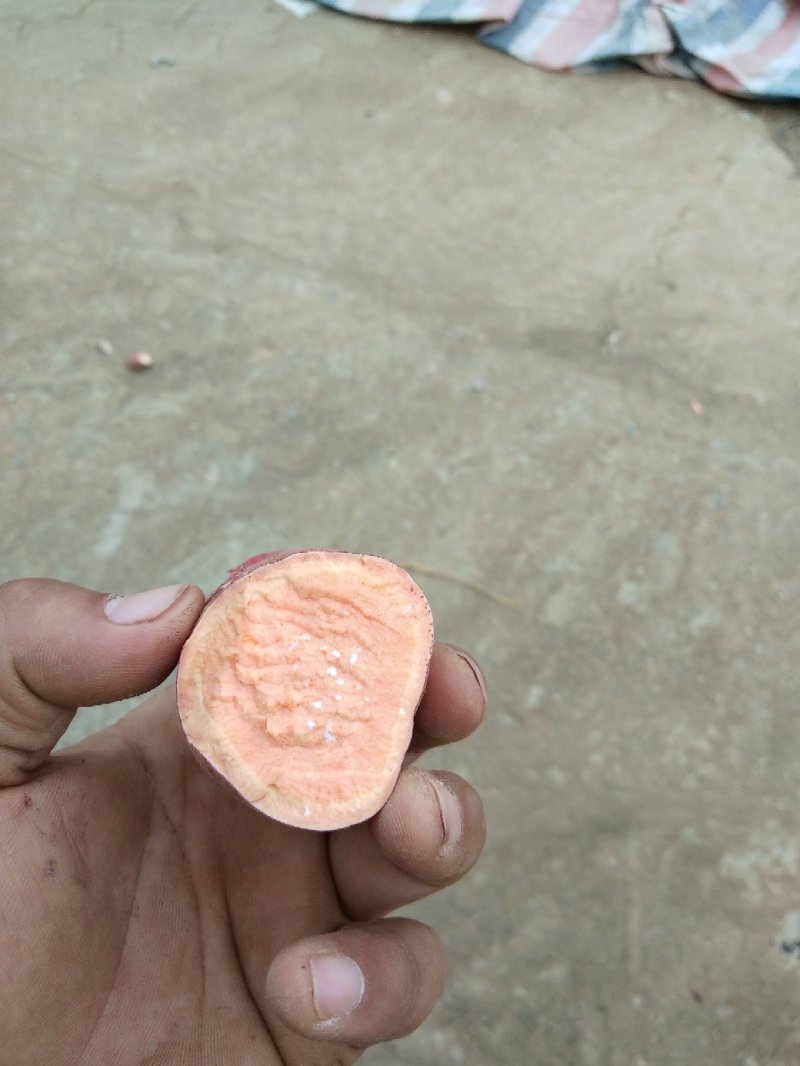 红薯