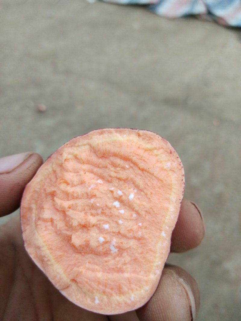 红薯
