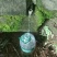 茉莉花茶