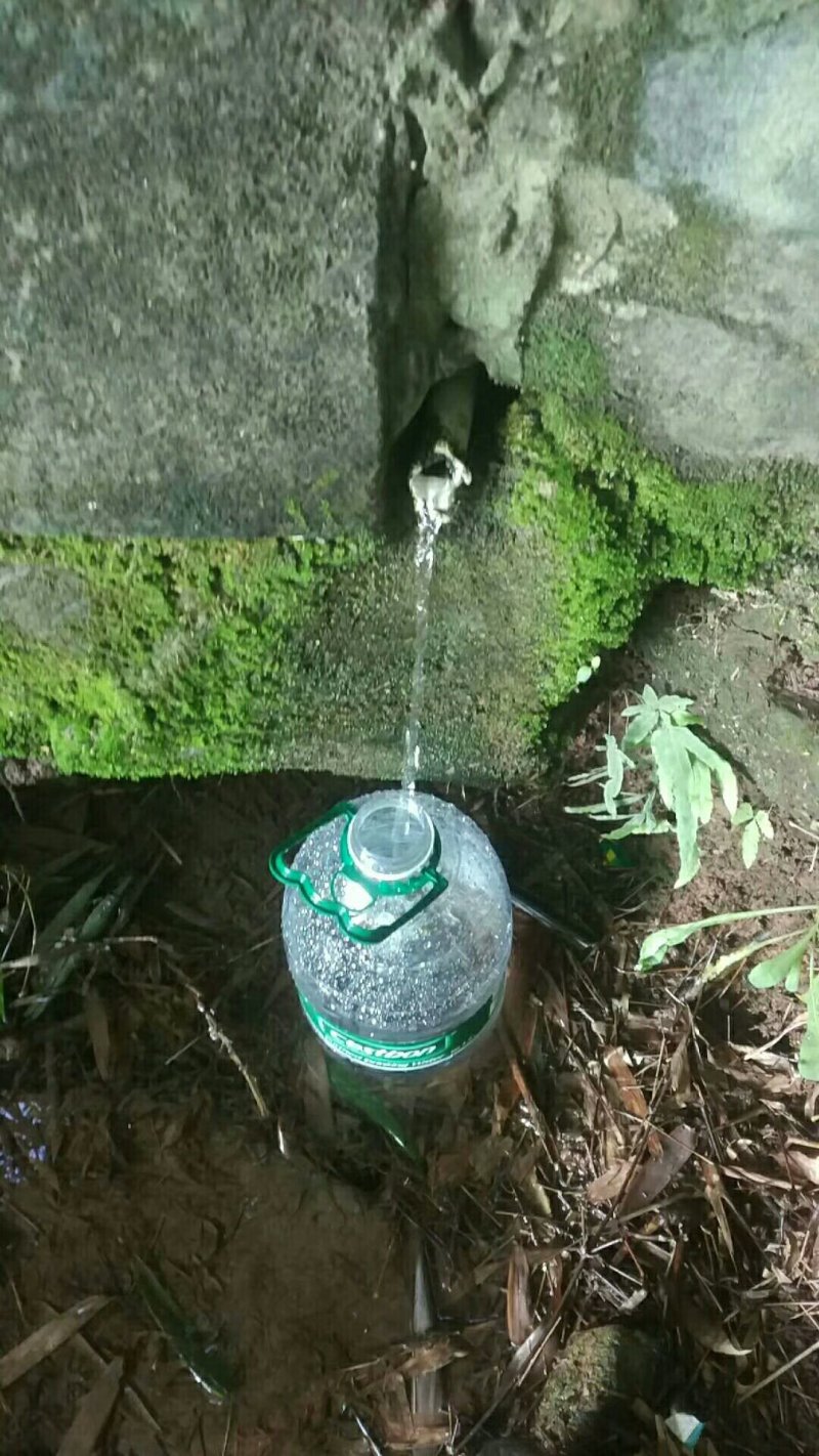茉莉花茶