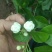 茉莉花茶