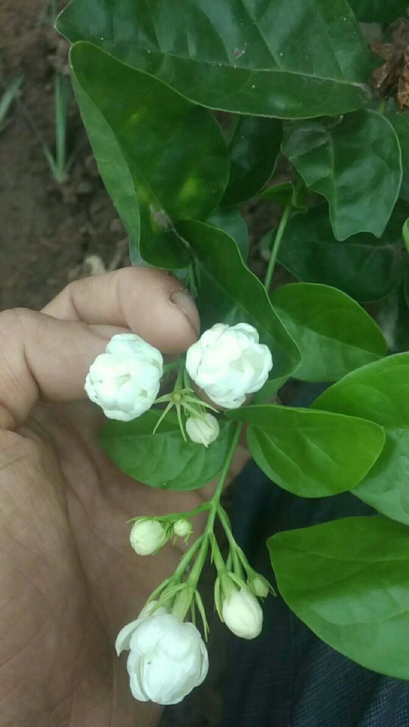 茉莉花茶