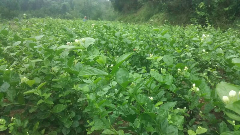 茉莉花茶