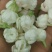 茉莉花茶