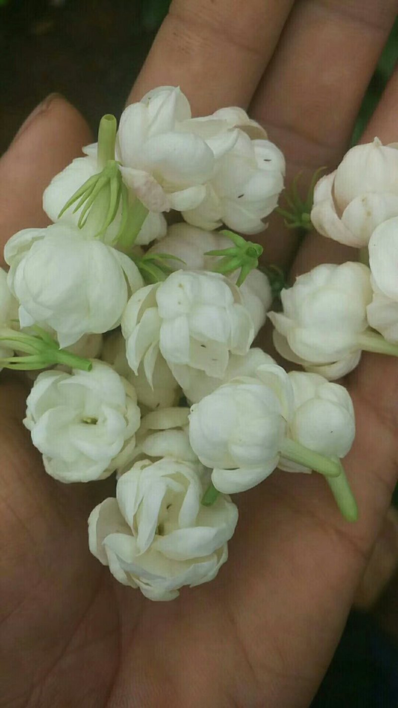 茉莉花茶