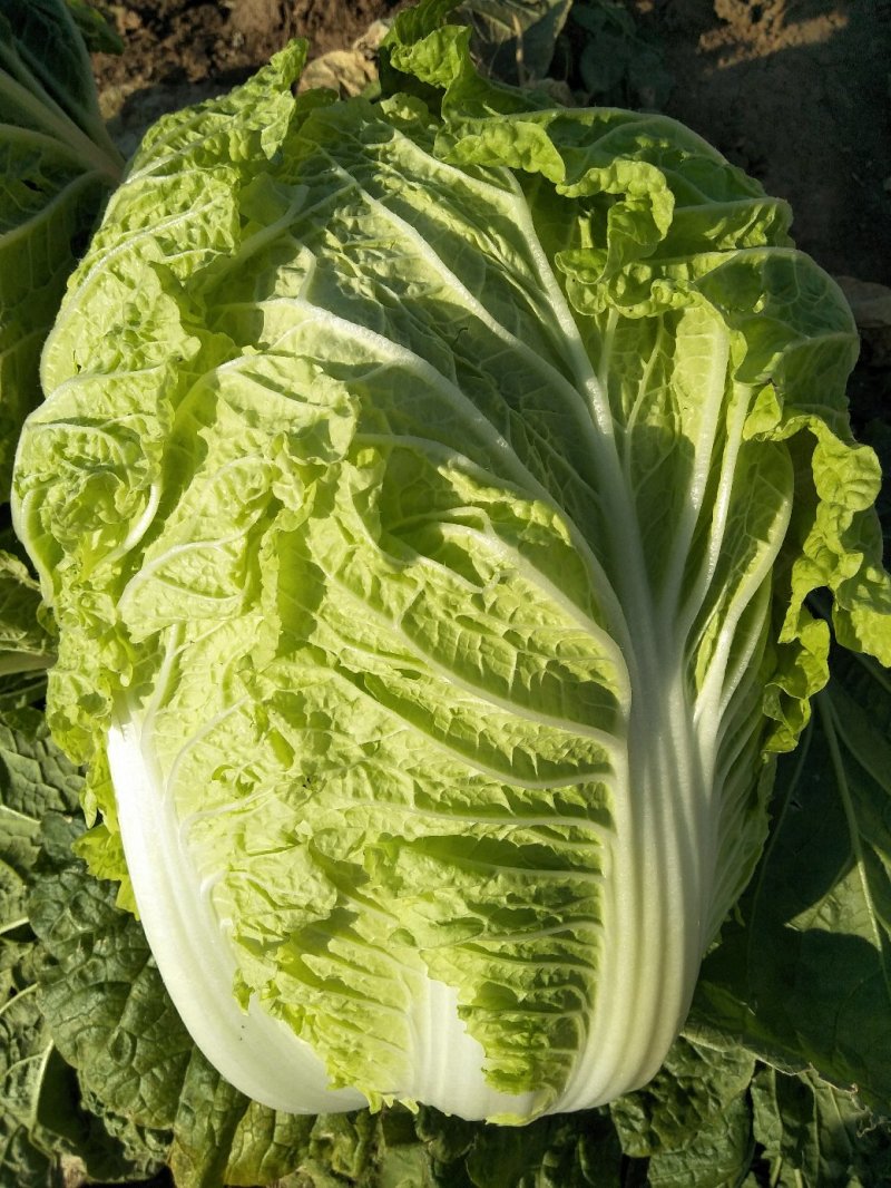 黄心白菜