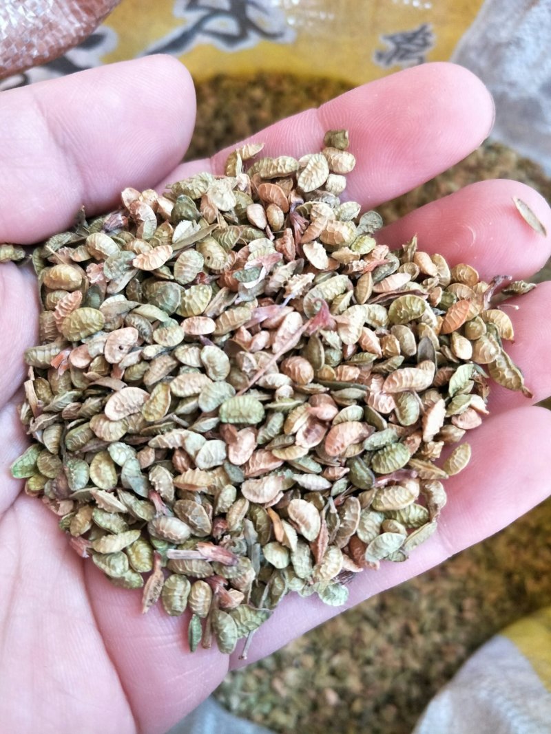 山珠子籽又名塔朗