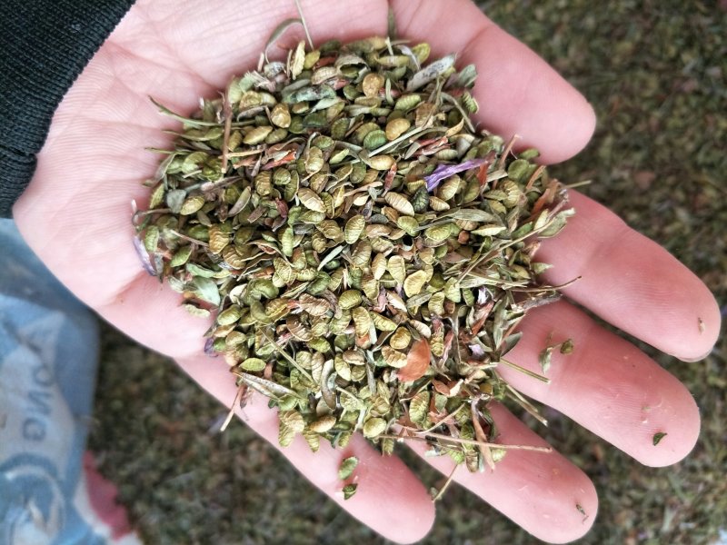 山珠子籽又名塔朗