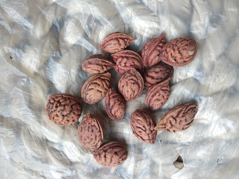 毛桃核