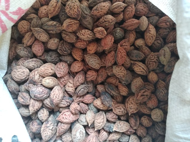 毛桃核