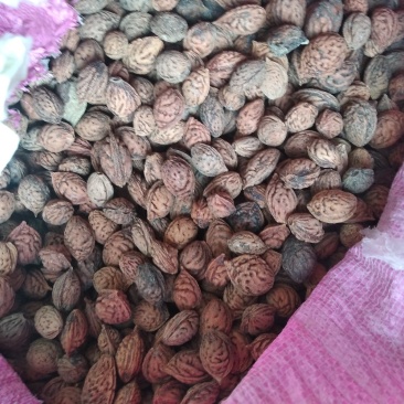 毛桃核