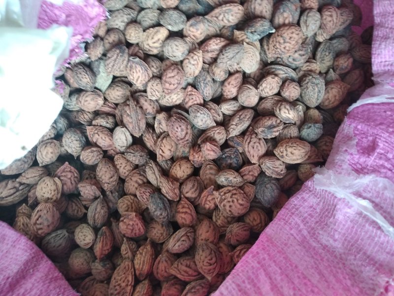 毛桃核