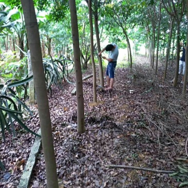 仪花地苗七到十公分