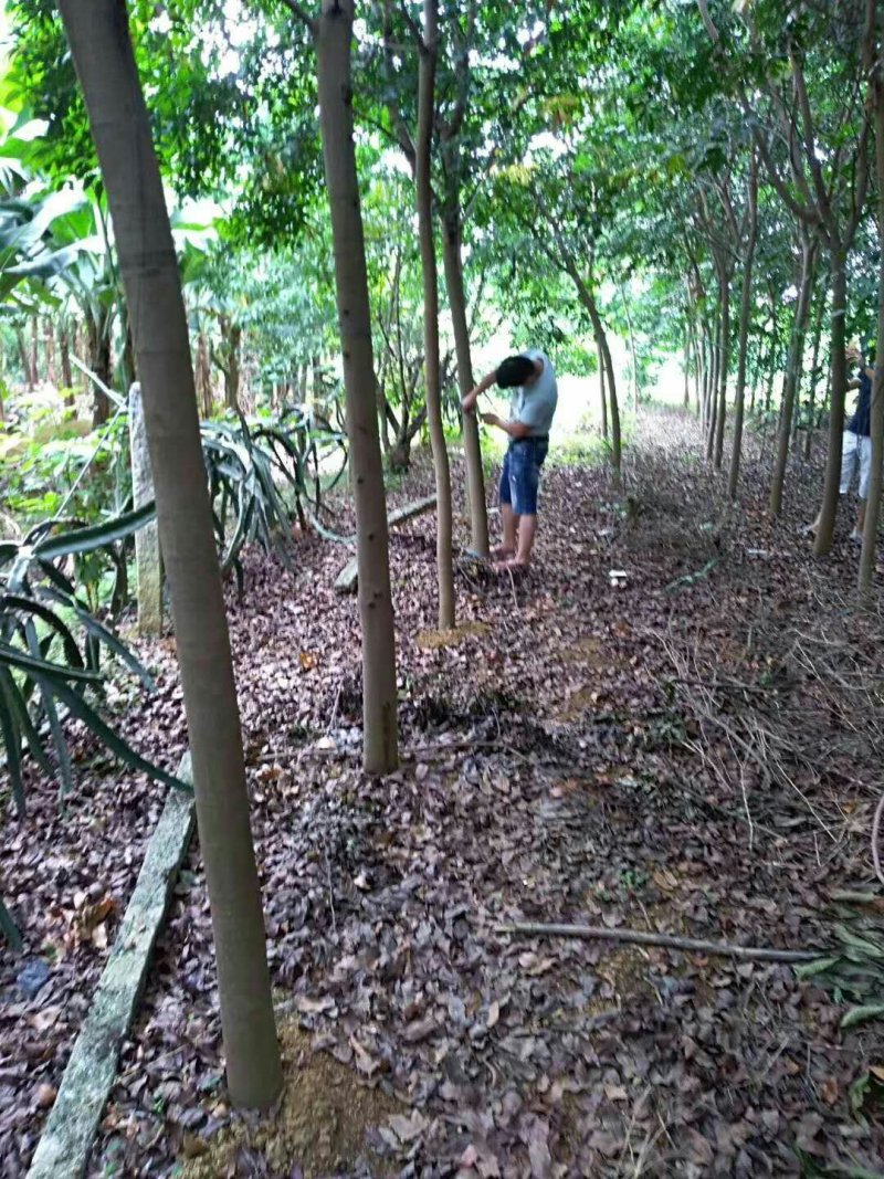 仪花地苗七到十公分