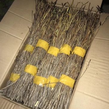 10大量下货，野生杜鹃干支，遇水7-天开花，