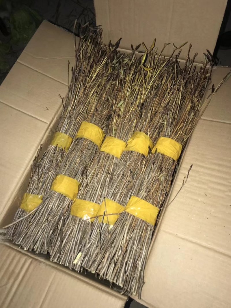 10大量下货，野生杜鹃干支，遇水7-天开花，