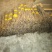 10大量下货，野生杜鹃干支，遇水7-天开花，