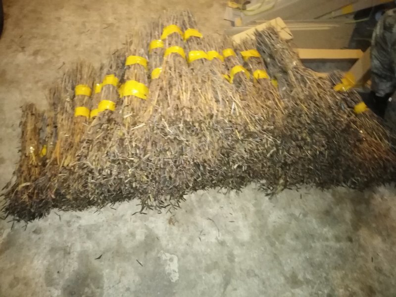 10大量下货，野生杜鹃干支，遇水7-天开花，