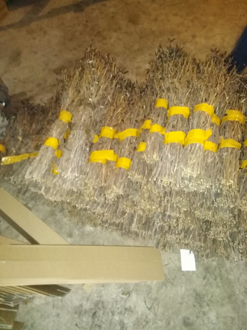 10大量下货，野生杜鹃干支，遇水7-天开花，