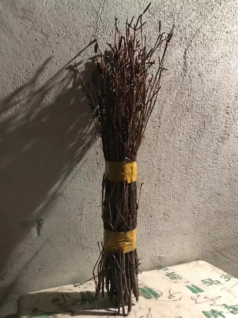 10大量下货，野生杜鹃干支，遇水7-天开花，