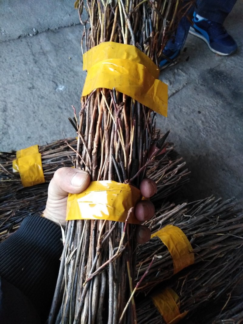 10大量下货，野生杜鹃干支，遇水7-天开花，