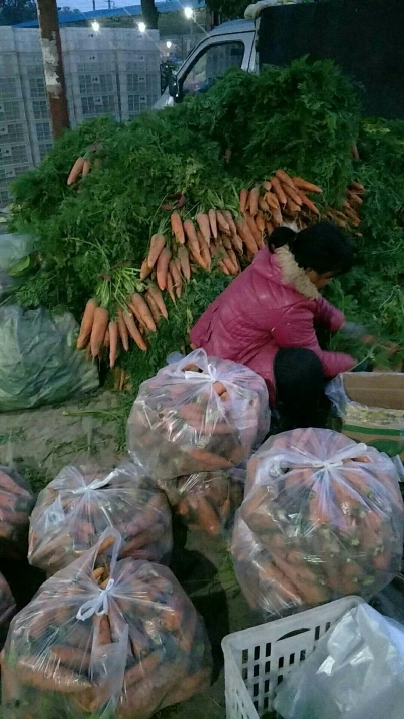 山东聊城万亩蔬菜基地红萝卜大量供应中需要的联系我