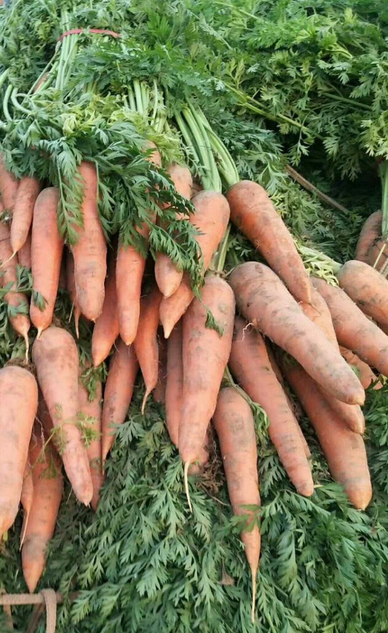 山东聊城万亩蔬菜基地红萝卜大量供应中需要的联系我