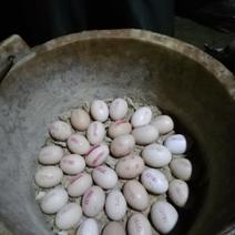 来自云南丽江大山里高海拔放养的黑肉土鸡蛋