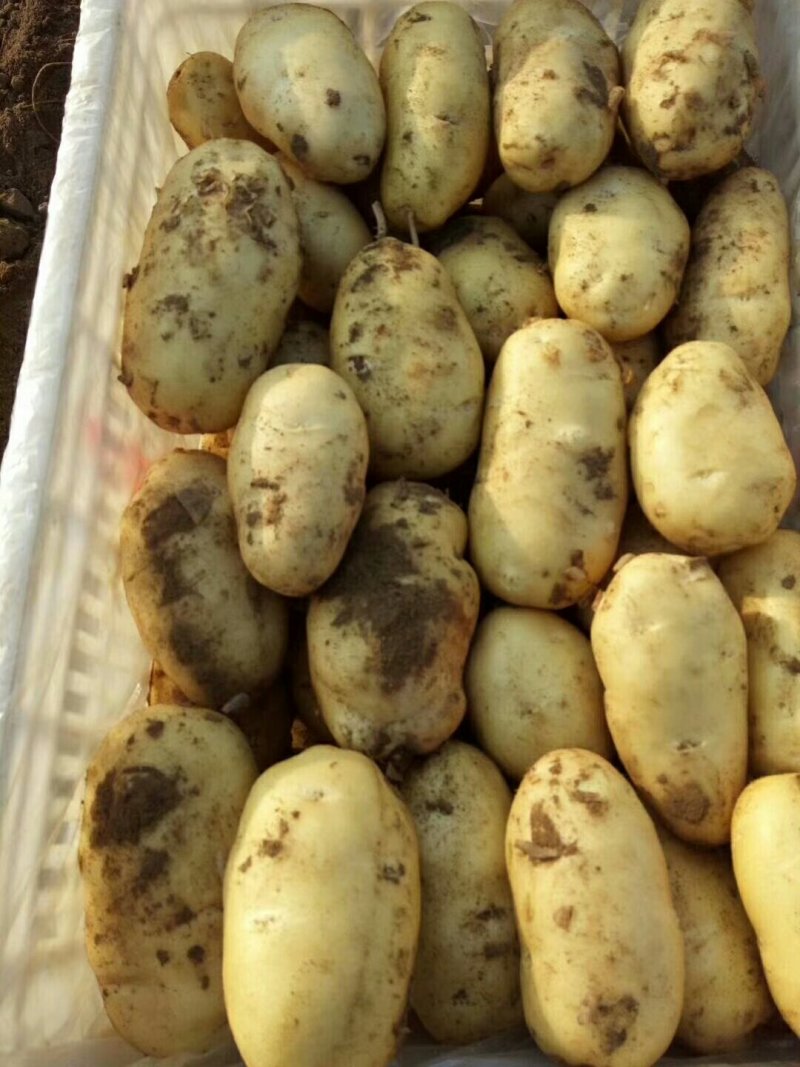 滕州秋土豆，颜色好。形状好，