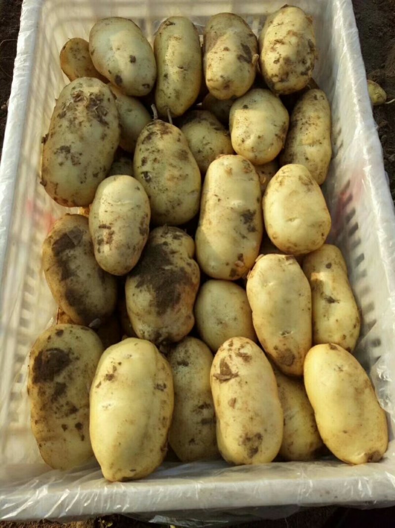 滕州秋土豆，颜色好。形状好，