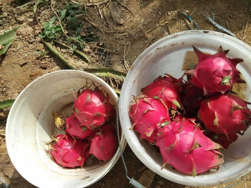 台湾大红火龙果苗自家育苗基地品种质量保证根系发达