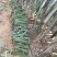 台湾大红火龙果苗自家育苗基地品种质量保证根系发达