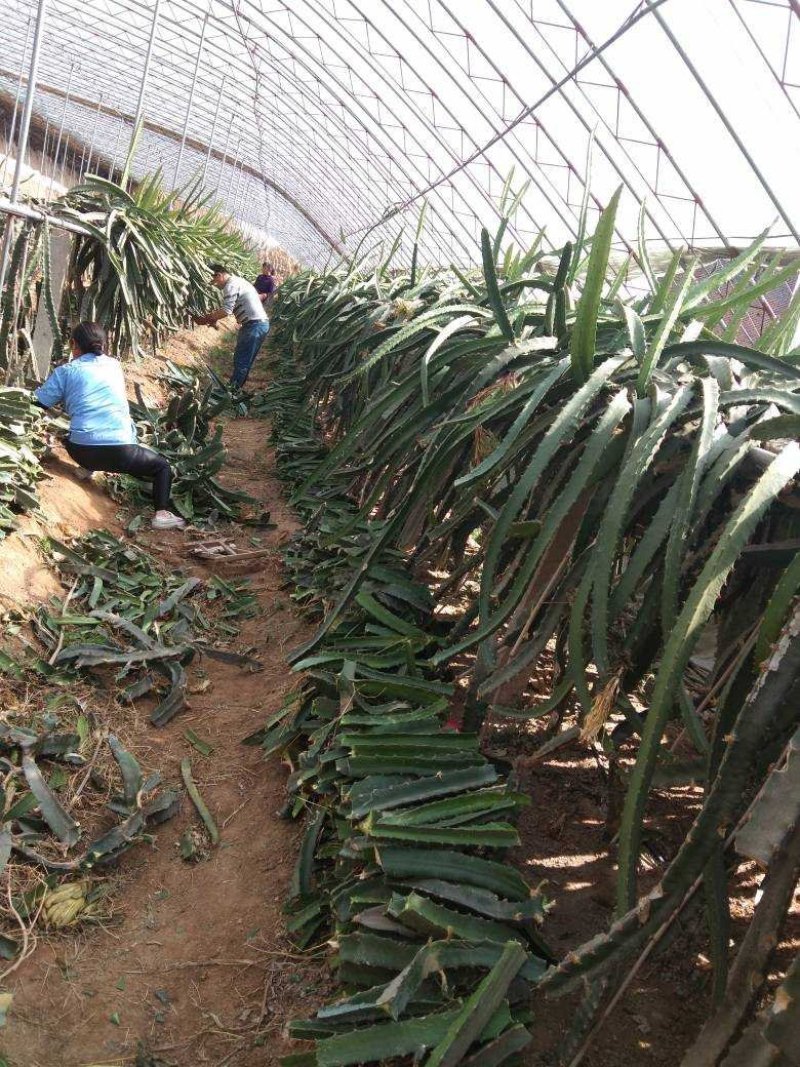 台湾大红火龙果苗自家育苗基地品种质量保证根系发达