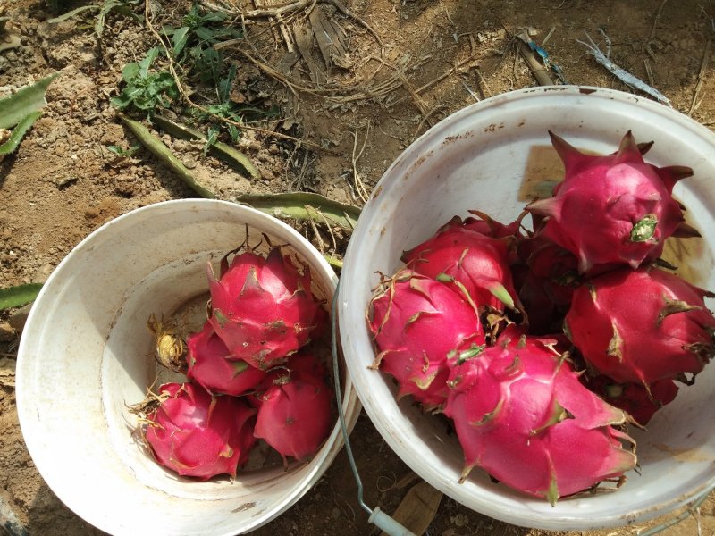 台湾大红火龙果苗自家育苗基地品种质量保证根系发达