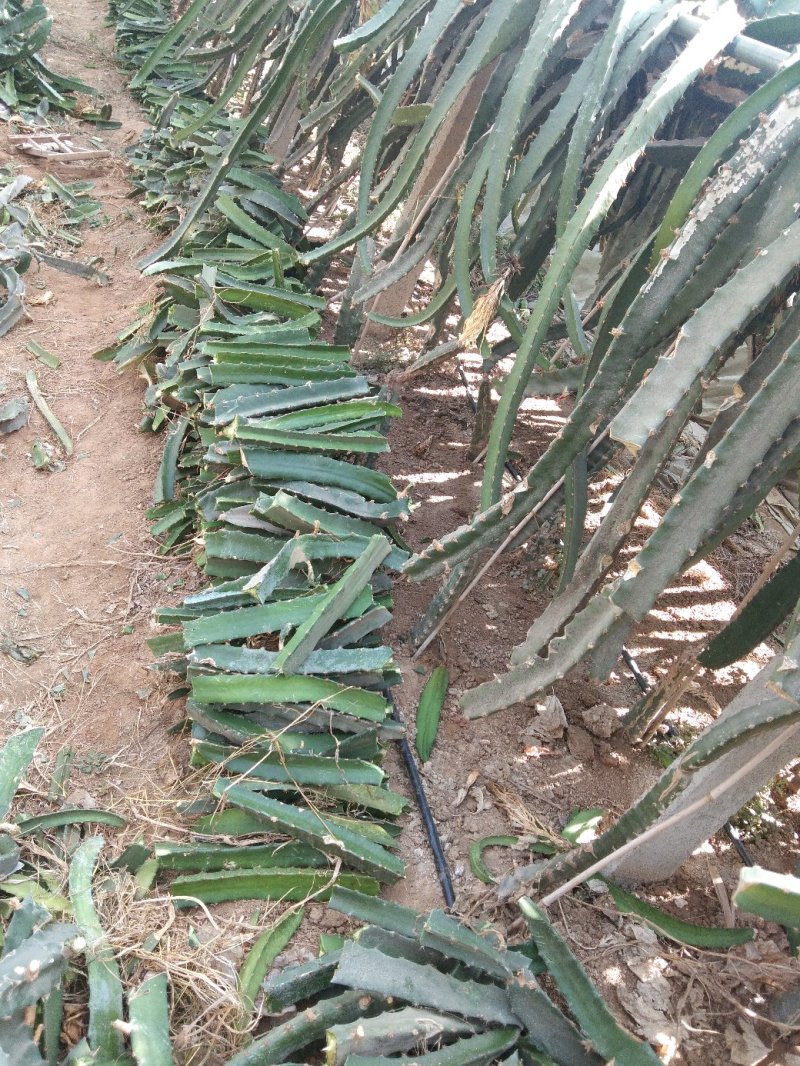 台湾大红火龙果苗自家育苗基地品种质量保证根系发达