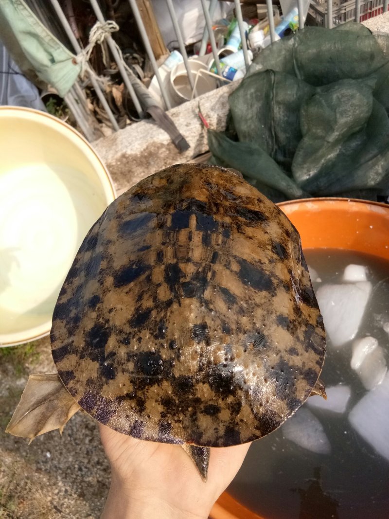 精品黑花，黄花甲鱼。外塘冷水生态鳖，全部精品货