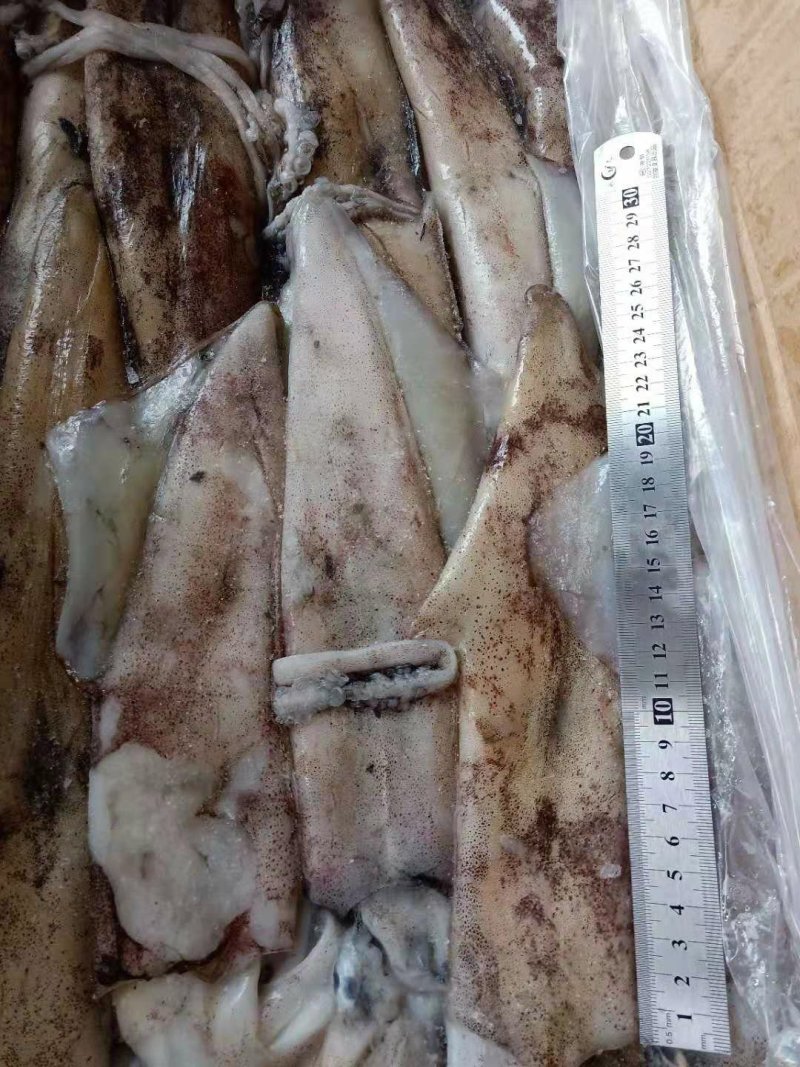 鱿鱼/墨鱼/章鱼