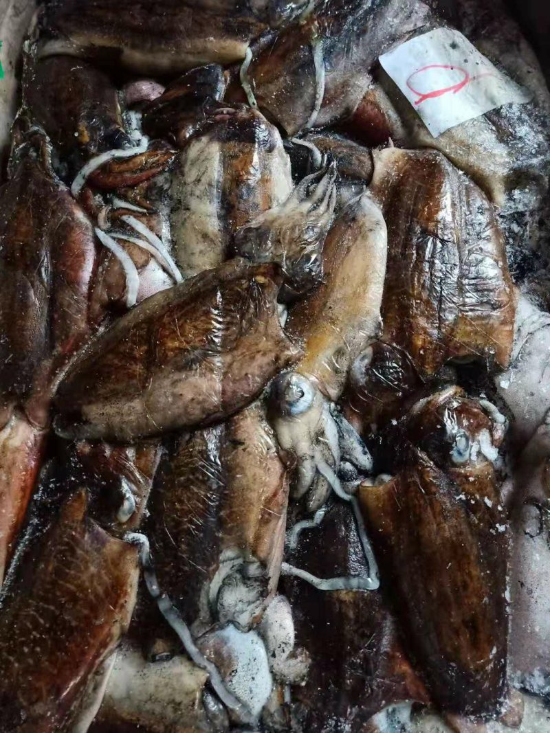 鱿鱼/墨鱼/章鱼