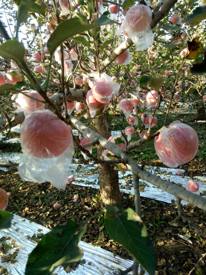 优质纸加膜红富士苹果