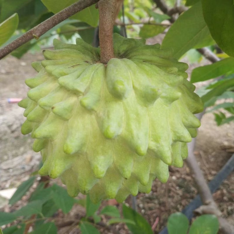 释迦果苗