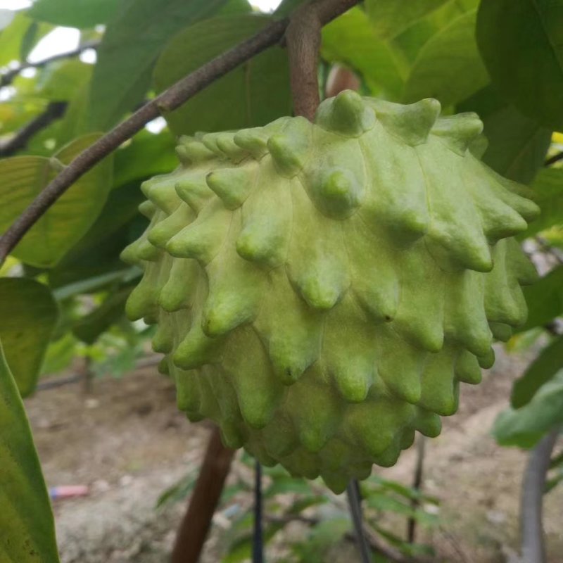 释迦果苗