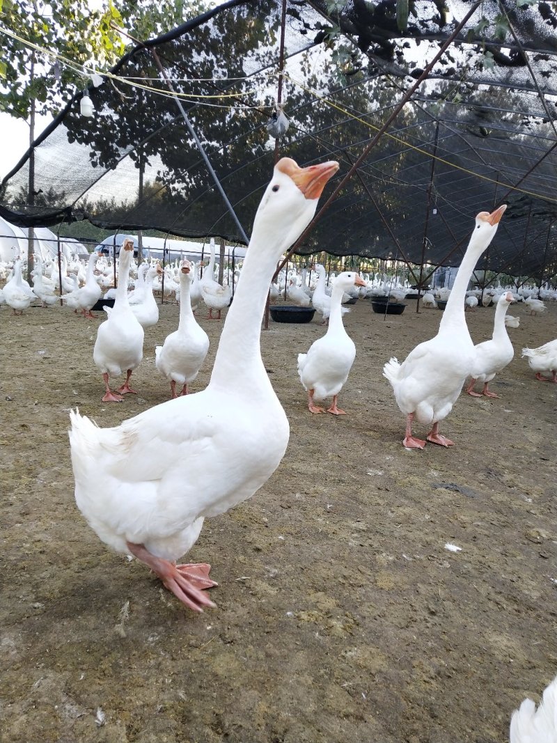 红毛大公鸡，鸡苗